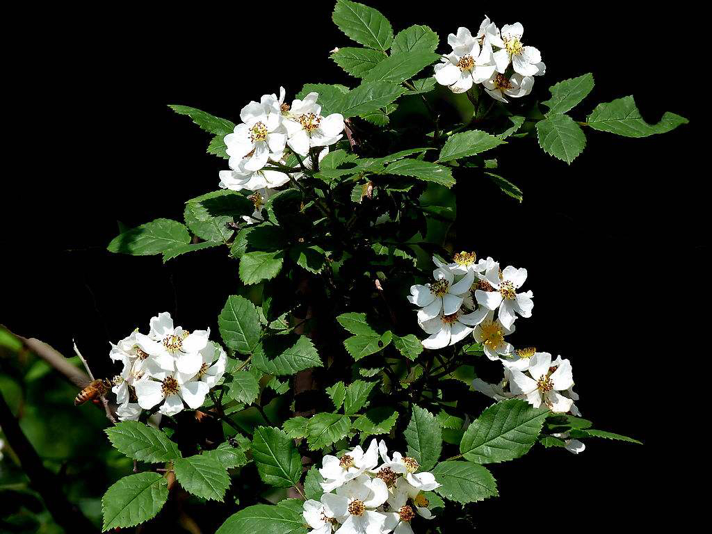 中药绿萼梅玫瑰花,中药材绿萼梅的别名