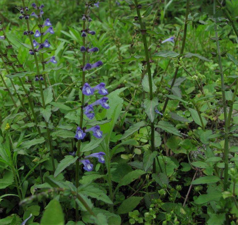 农村地头很多半枝莲，农民为什么不种植，反而种植粮食？