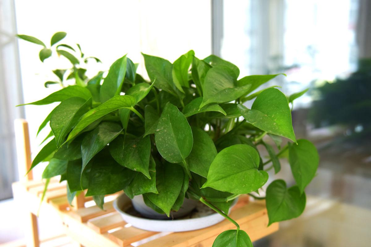 用什么擦植物叶子最好,怎么把植物的叶片养得绿油油