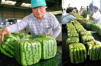 日本农业发展的有利和不利条件,中国农业和日本农业的比较