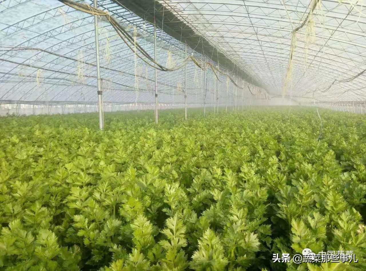 这种大拱棚坚固耐用空间大，保温性好，蔬菜定植早、上市早，黄瓜芹菜周年生产效益高