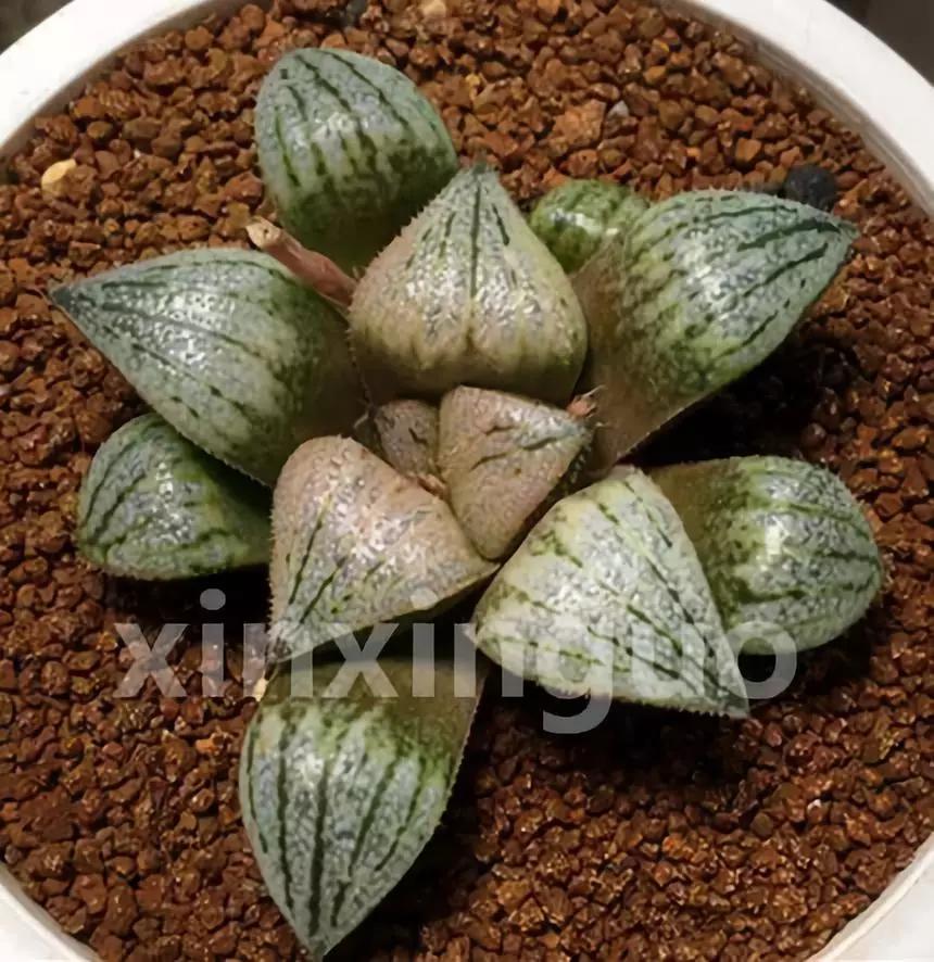 郭氏---台湾行之李瑞斌大棚及布楚礼多肉植物园游记