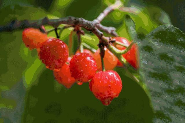 收藏！吐血整理《2019攀枝花大全》，看完秒变“地道”攀枝花人~