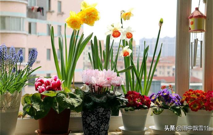 洋水仙花败了怎么治,洋水仙开败后怎样处理