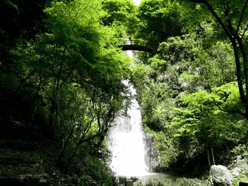 大自然山水花鸟大全,回归自然山水花鸟