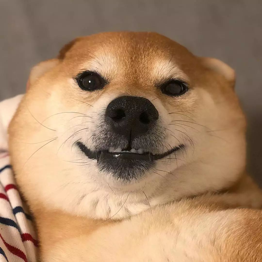 在网上买柴犬幼犬靠谱吗,广州柴犬哪里买靠谱