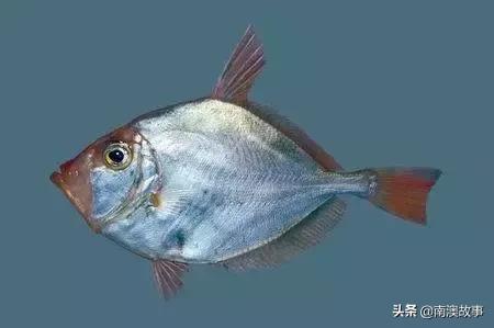 南澳渔民出海最常见的50种海鱼，都吃过，你就能退休了！
