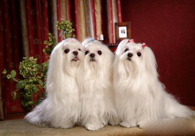 盘点一下狗界活得最久的狗狗,盘点七种强大无敌的狗狗