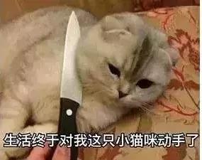 猫咪狗狗骨折了怎么办？扒一扒宠物“骨子里”的那些事