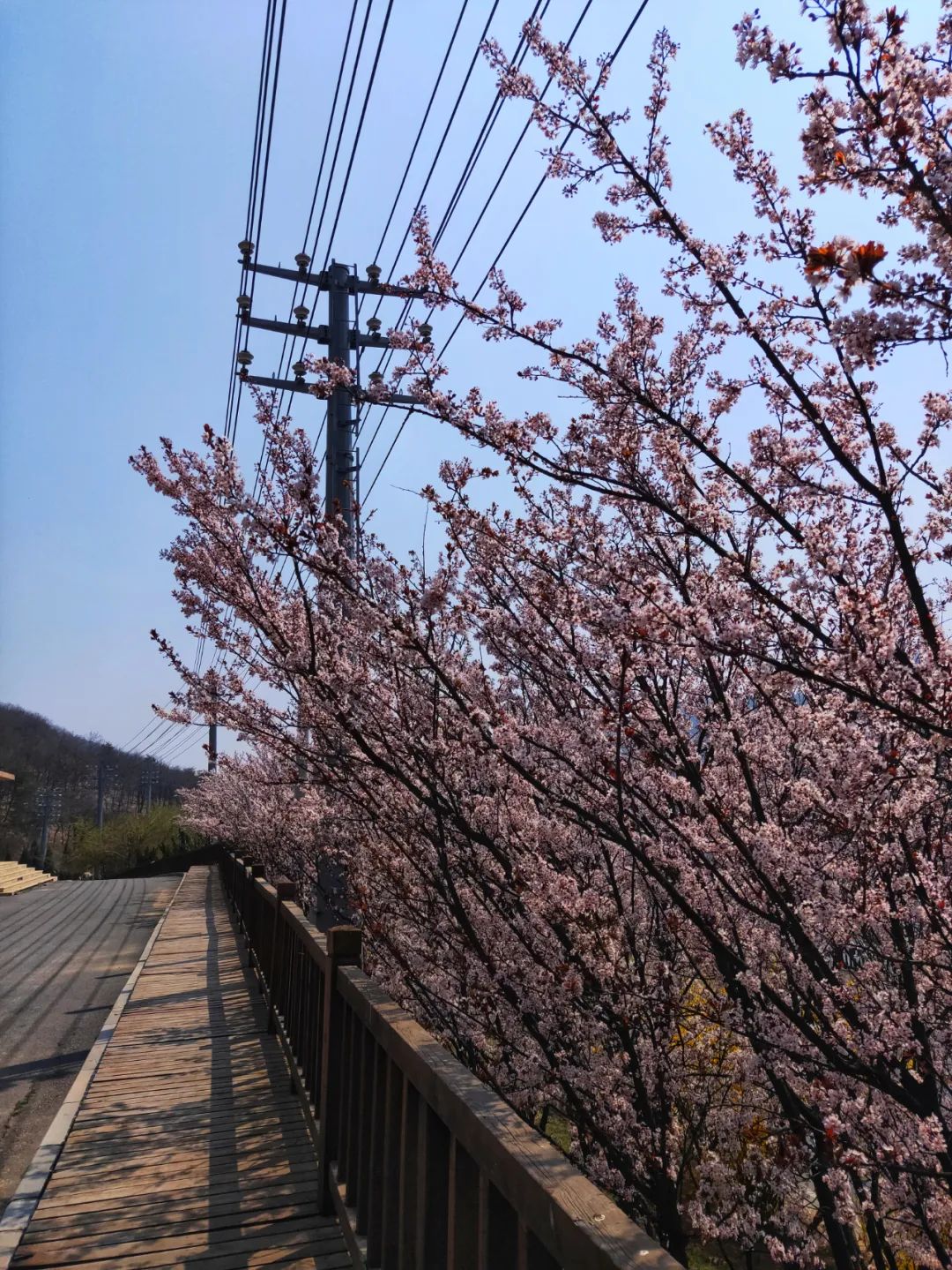 西郊山林休闲养生度假公园,休闲好去处西郊森林公园