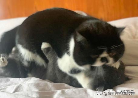 猫的人工授精V2.0|技术改进，增加实操反馈