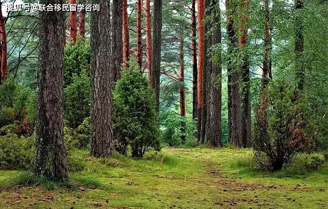 波兰工签近期通过率,波兰工签工作