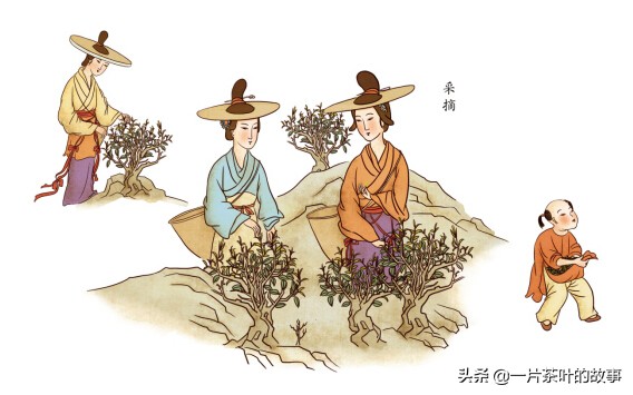 祁门红茶工艺详解,祁门工夫红茶详解