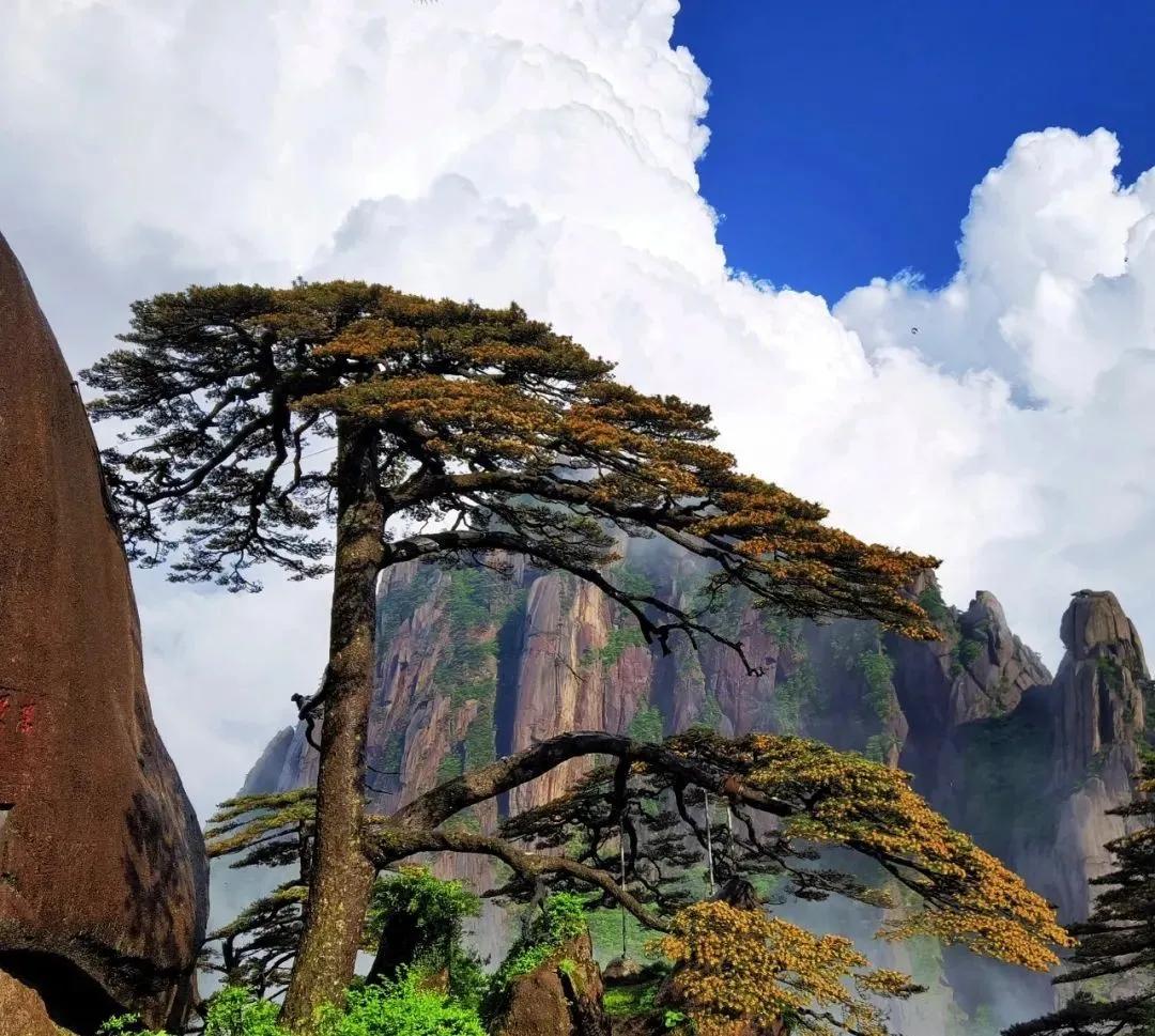 六月，来黄山寻找属于你的快乐星球！