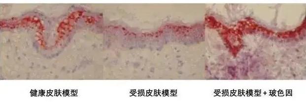 抗老全攻略20岁女生就不用抗老吗,不同年龄阶段抗老攻略