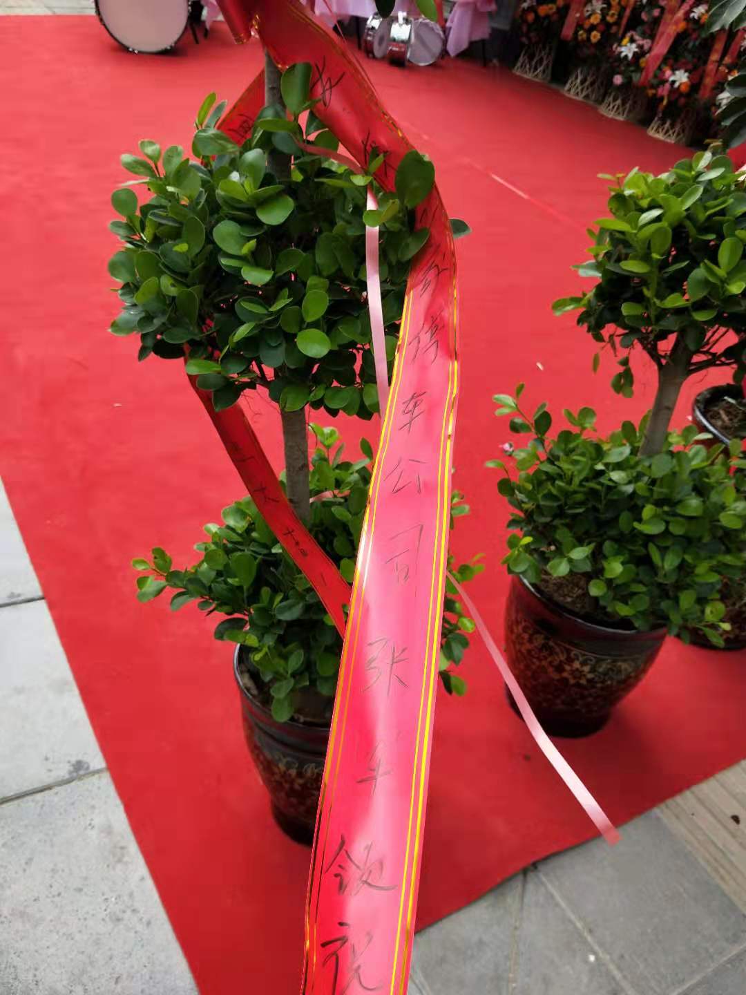 摇钱树养殖方法及注意事项,摇钱树的养殖方法用什么肥料