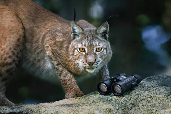 星特朗10x42双筒望远镜,10x50望远镜是什么意思