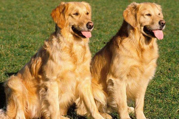 如何选一只好宠物狗,如何选到一只品种好的狗