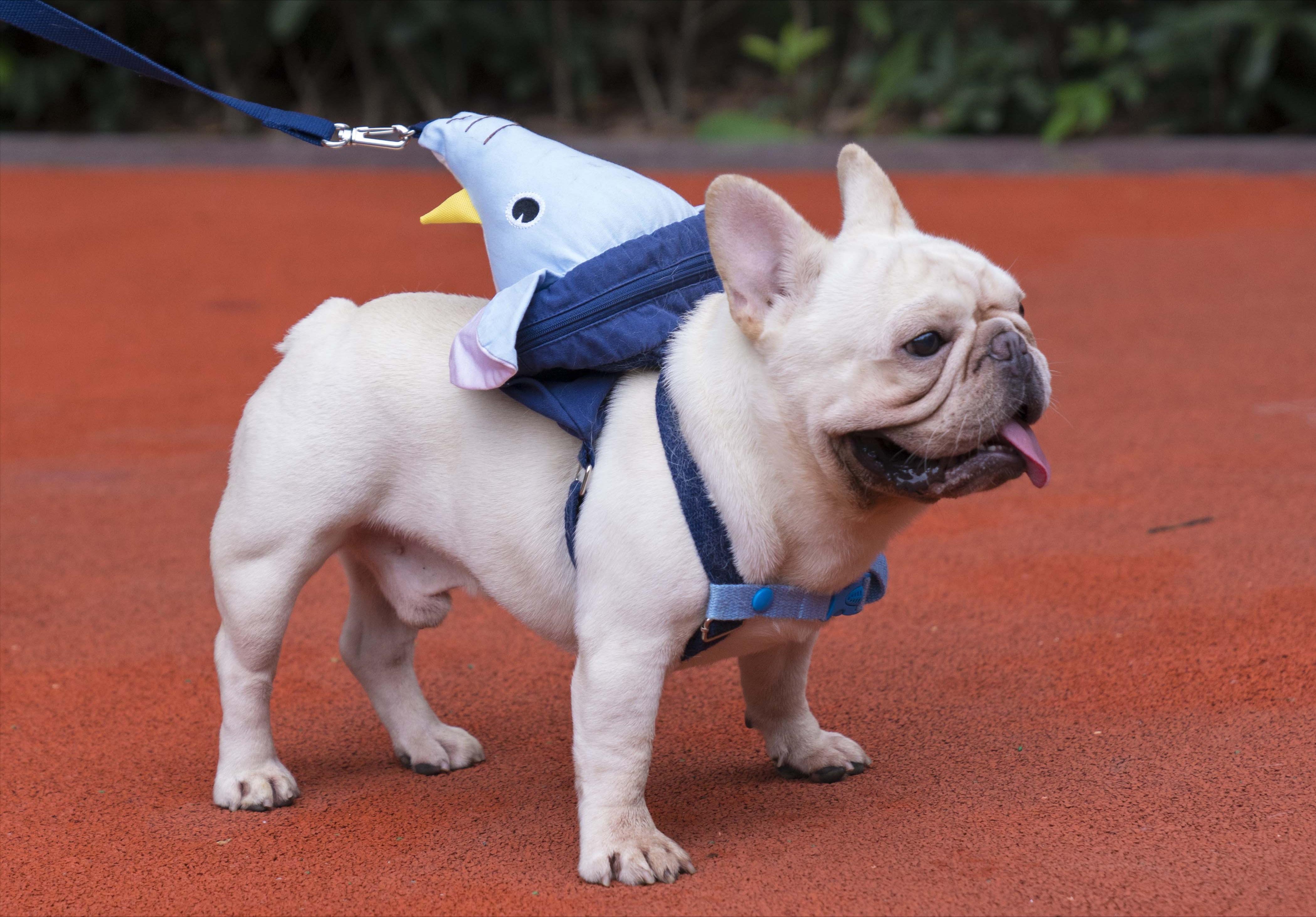 法斗有哪些优点,法斗这么丑为什么还有很多人养