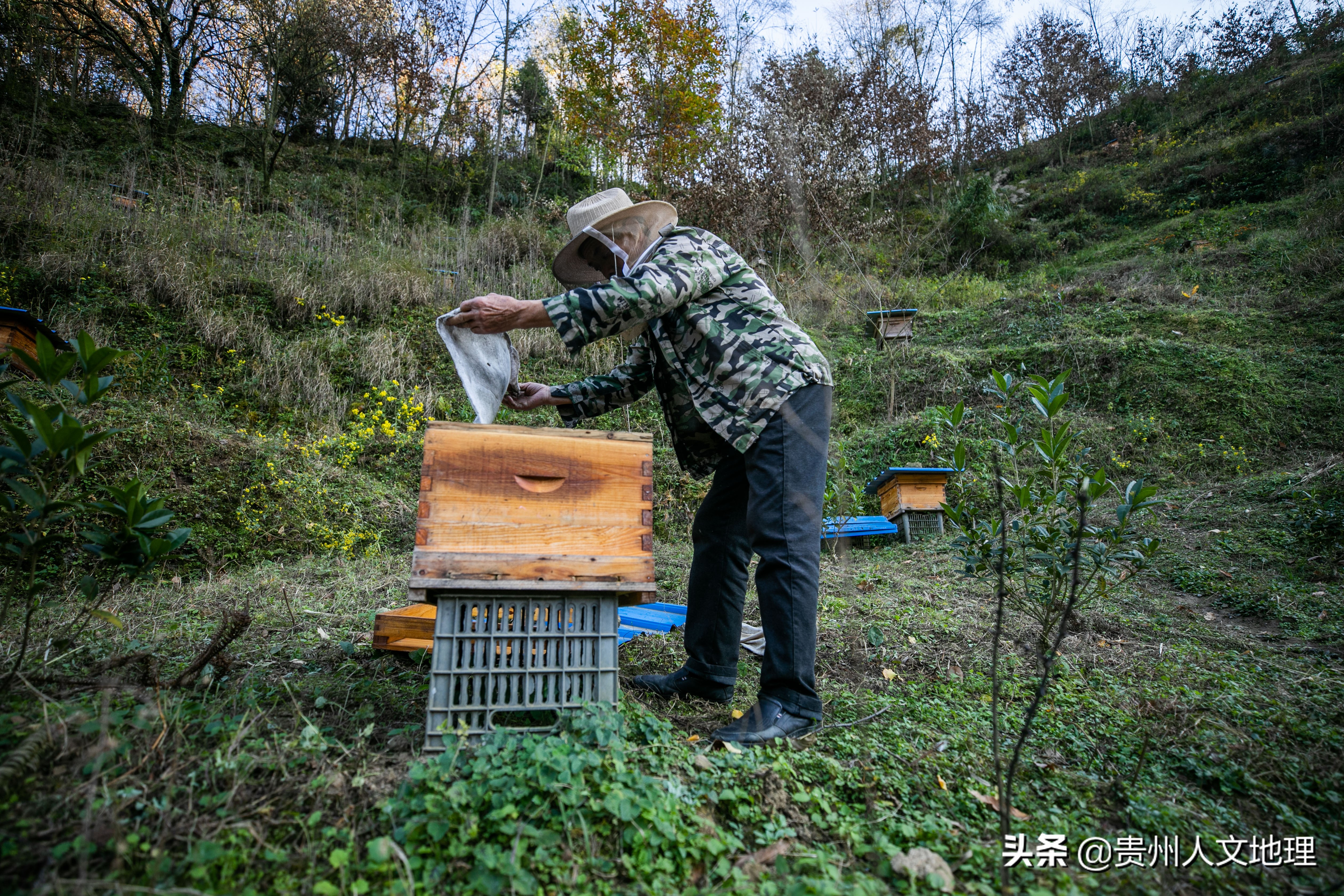 六旬老翁学养蜂网络直播卖蜂蜜年入近40万,取名小龙女