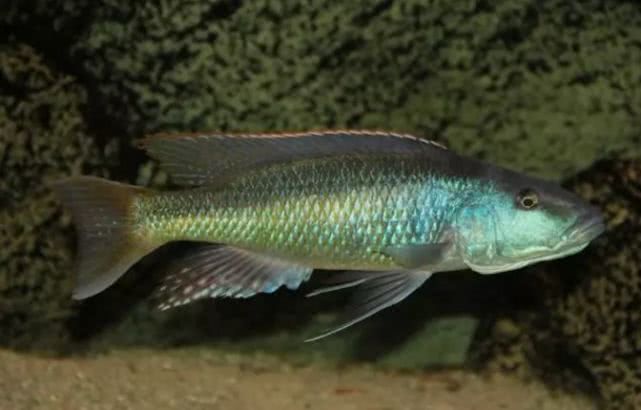 闈炴床鎱堥卜浠嬬粛,闈炴床鎱堥卜