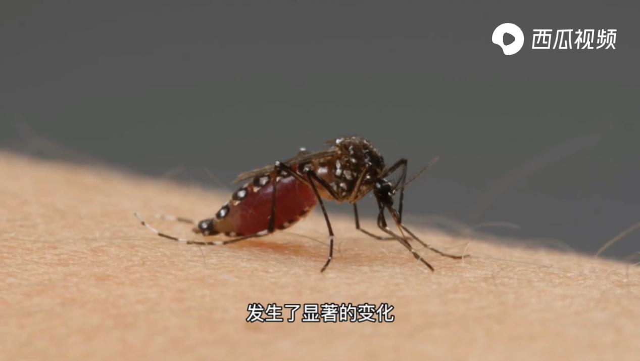 特招蚊子的血型,特招蚊子的人是哪个血型