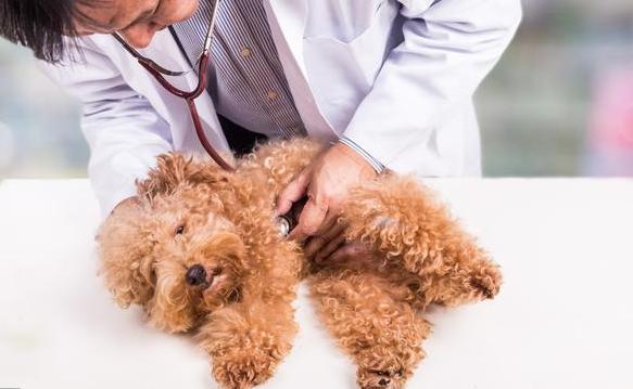 泰迪身上有螨虫的表现,泰迪出现哪些症状