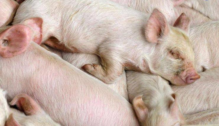 夏季高温猪容易中暑怎么办？四个妙招教你快速抢救