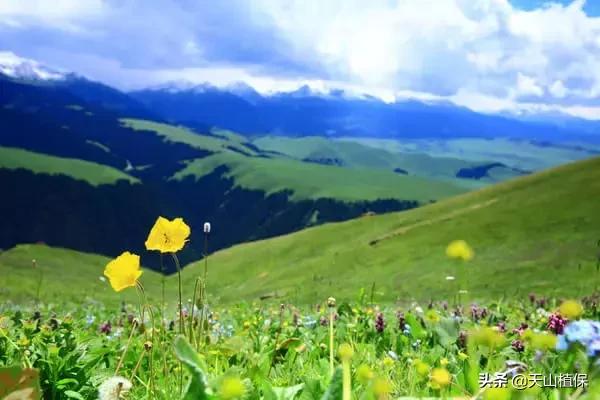 伊犁可克达拉草原,伊犁草原之旅