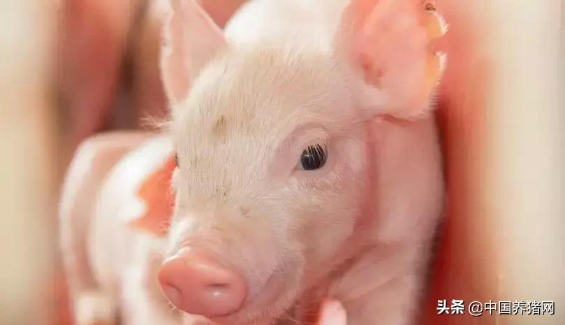 养猪想赚钱注意这3点,养猪要想有钱赚方法很简单
