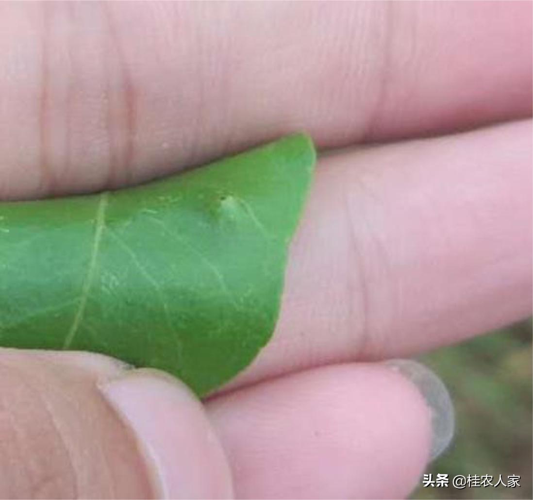 这个病害如果预防不到位,会对今年柑橘的产量和品质带来很大影响