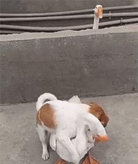 搞笑动图gif图片,搞笑短视频段子15秒