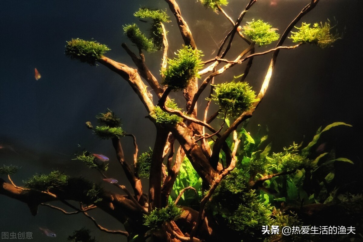 新手鱼缸开缸养水教程图解,鱼缸开缸养水教程底滤