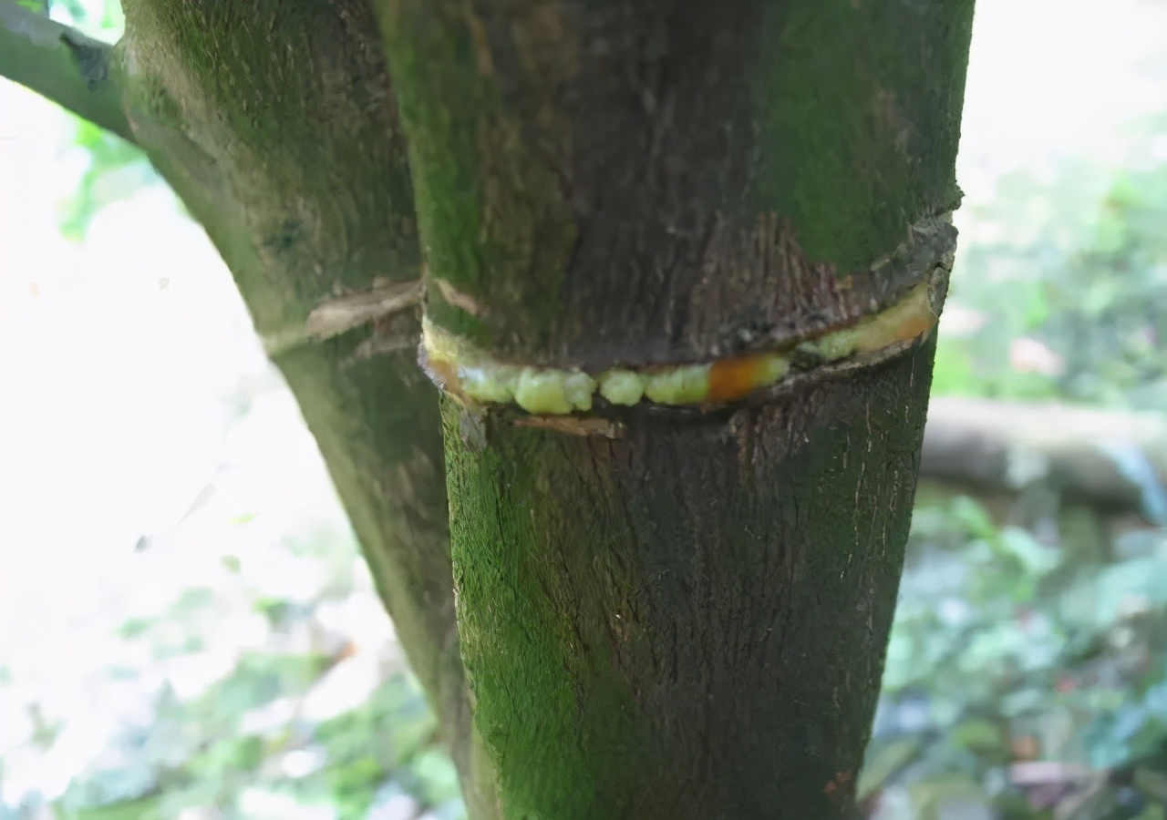 果树怎样管理才能花多果多,果树旺怎样保花保果