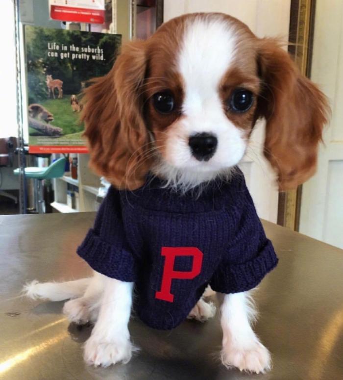 有几种大耳朵狗,大耳朵狗有什么特征