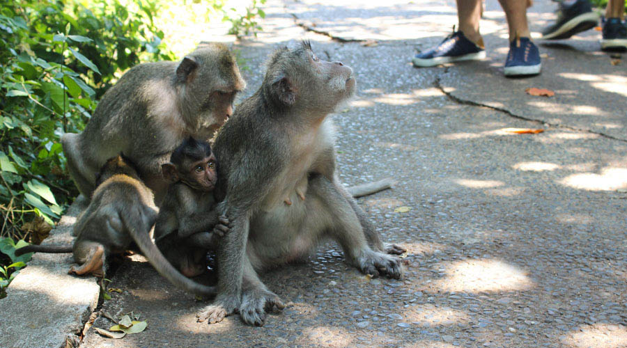 印尼巴里岛皇宫海神庙,印尼巴厘岛海神庙日落