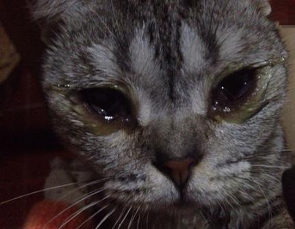 猫咪眼屎多什么原因怎么办,猫咪眼屎怎么才正常