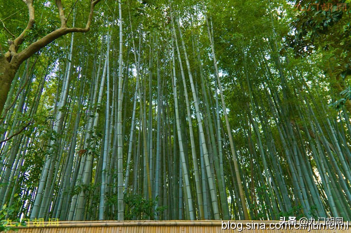 京都大德寺的庭院,织田信长墓地图片大全
