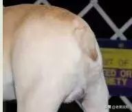 蓝法斗长大后毛色变化,国际认可纯种法斗毛色