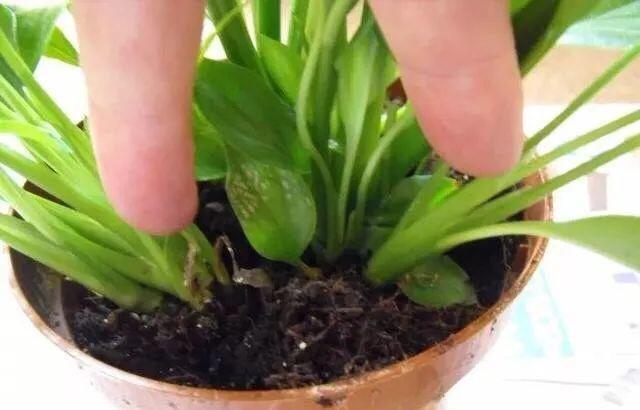 一帆风顺打蔫发黄该怎么办,一帆风顺叶子发蔫变黑的补救方法