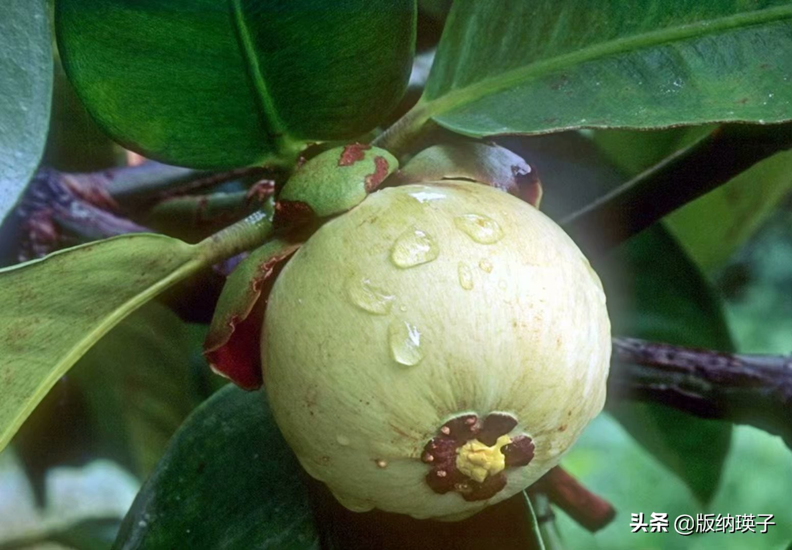 山竹那么好吃你会挑选山竹吗,山竹怎么选又大又多又好吃的