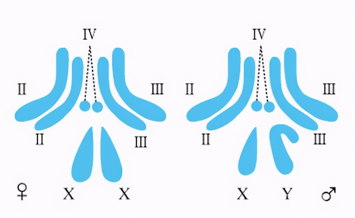 蔡少芬怀三胎是男还是女,蔡少芬第三胎是自然怀孕吗