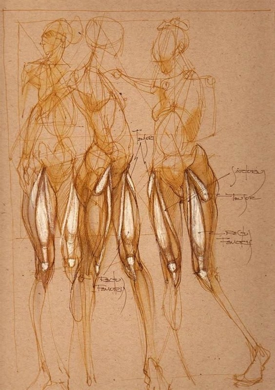 透视表现空间的基本方法,透视解剖学原理书籍
