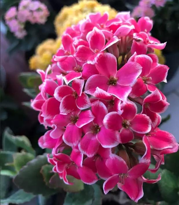 长寿花，寓意好、开花漂亮，花期长，品种多达300个