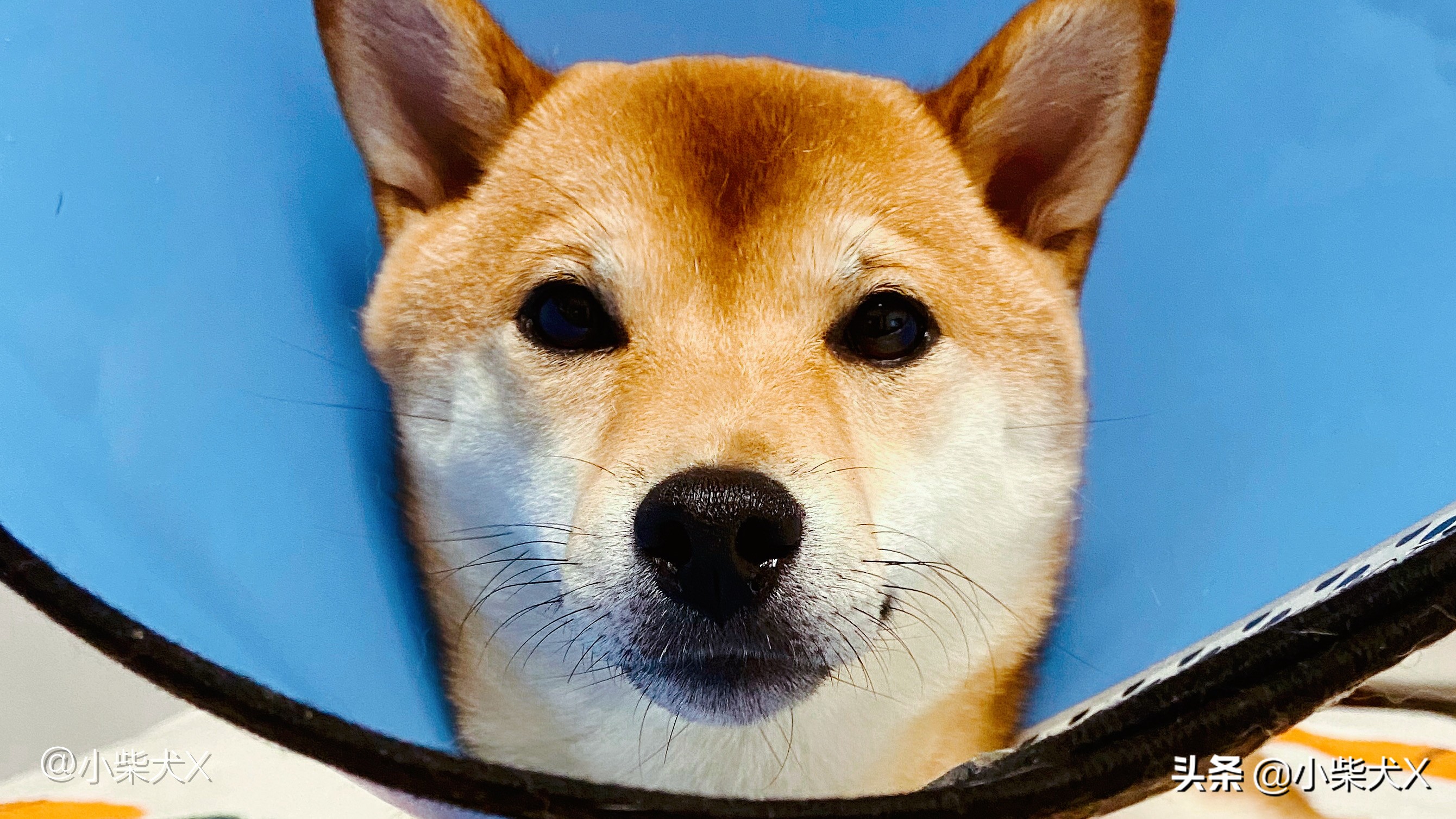 秋冬怎么护理狗狗的毛发,秋冬换季狗狗