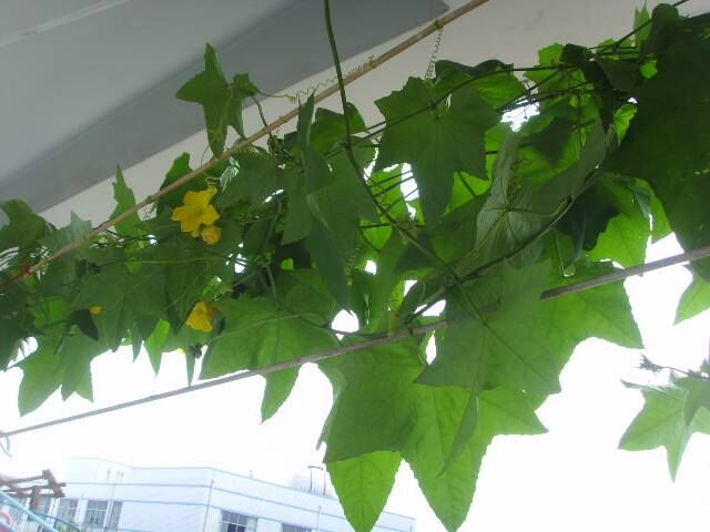 乡下比较适合的爬藤植物,有院子必养4种爬藤花