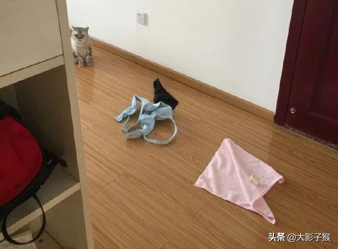 昨晚，我家猫叼来了一件蕾丝内衣…