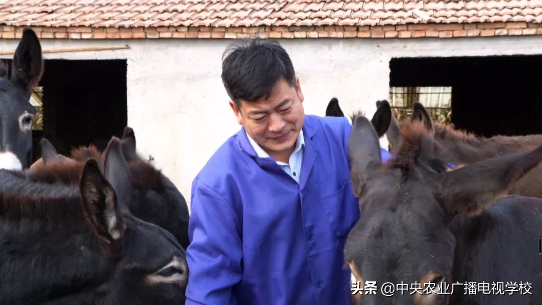 田间示范秀2020年视频,田间示范秀养绵羊