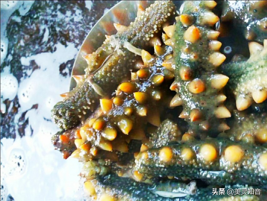 海参是滋阴还是补气的,海参养生常识有哪些