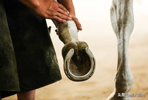 给马蹄钉蹄铁真的不疼吗,给马蹄钉钉子痛不痛